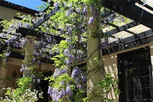 Pergola Wrapped in Blue Flowers