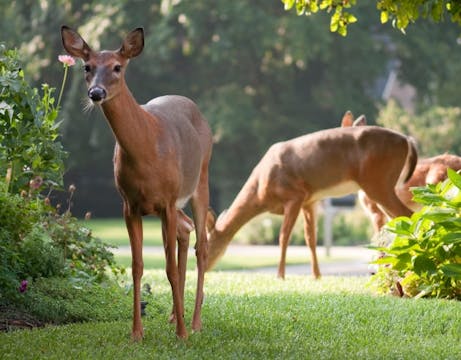 Two deer